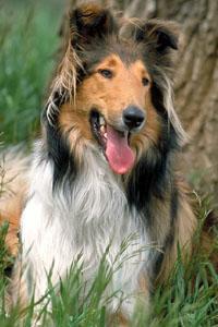 https://images.dog.ceo/breeds/collie/n02106030_15169.jpg