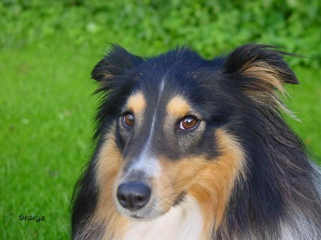 https://images.dog.ceo/breeds/collie/n02106030_15388.jpg