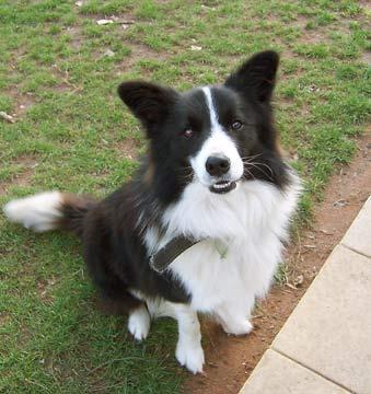 https://images.dog.ceo/breeds/collie/n02106030_15619.jpg