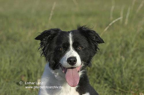 https://images.dog.ceo/breeds/collie/n02106030_15622.jpg