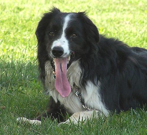 https://images.dog.ceo/breeds/collie/n02106030_15631.jpg