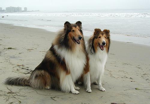 https://images.dog.ceo/breeds/collie/n02106030_15637.jpg