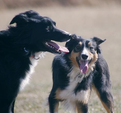 https://images.dog.ceo/breeds/collie/n02106030_15735.jpg