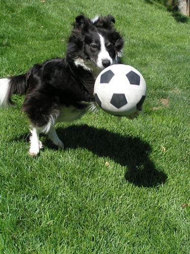 https://images.dog.ceo/breeds/collie/n02106030_15836.jpg