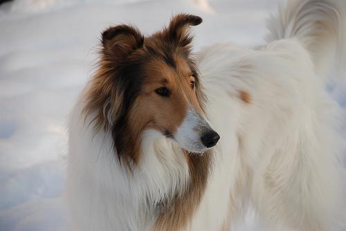 https://images.dog.ceo/breeds/collie/n02106030_15840.jpg