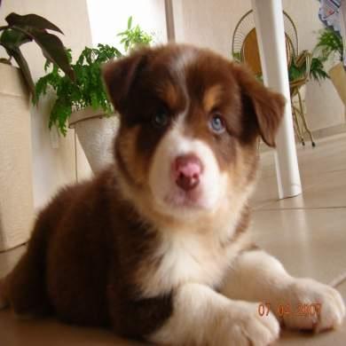 https://images.dog.ceo/breeds/collie/n02106030_15858.jpg