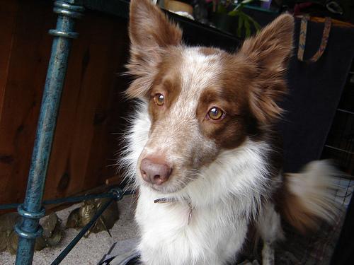 https://images.dog.ceo/breeds/collie/n02106030_15923.jpg