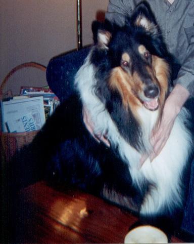 https://images.dog.ceo/breeds/collie/n02106030_15967.jpg