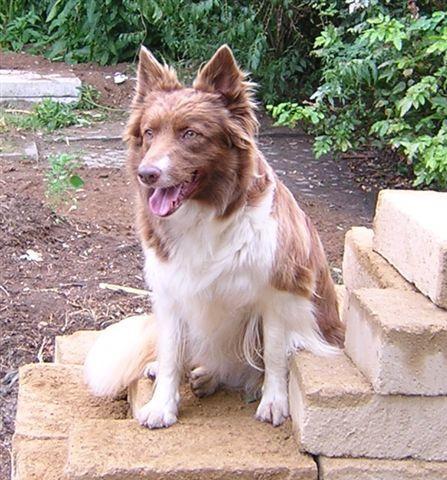 https://images.dog.ceo/breeds/collie/n02106030_16029.jpg