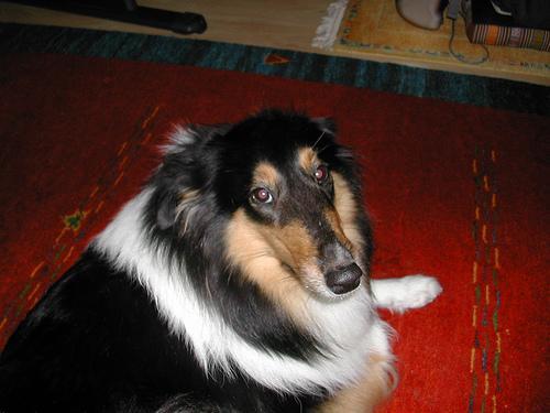 https://images.dog.ceo/breeds/collie/n02106030_16046.jpg