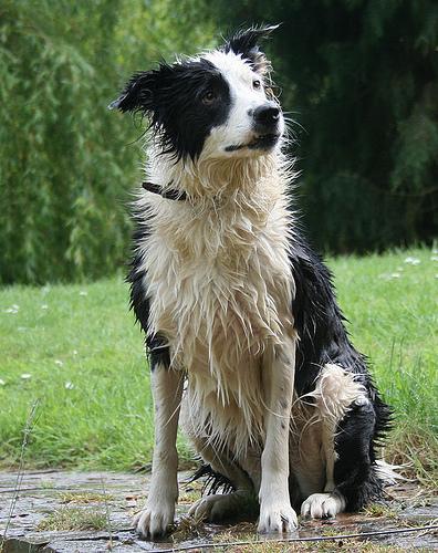 https://images.dog.ceo/breeds/collie/n02106030_16173.jpg