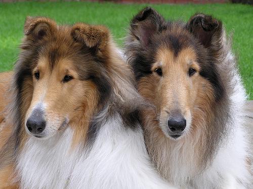 https://images.dog.ceo/breeds/collie/n02106030_16181.jpg