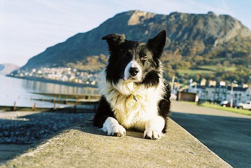 https://images.dog.ceo/breeds/collie/n02106030_16186.jpg