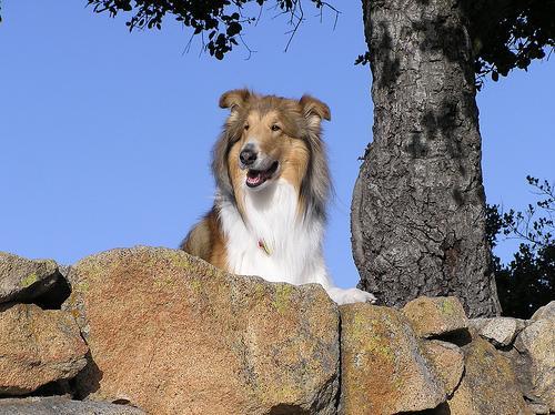 https://images.dog.ceo/breeds/collie/n02106030_16188.jpg