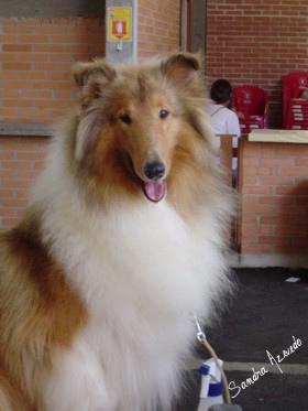 https://images.dog.ceo/breeds/collie/n02106030_16212.jpg