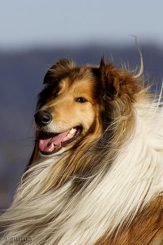 https://images.dog.ceo/breeds/collie/n02106030_16250.jpg