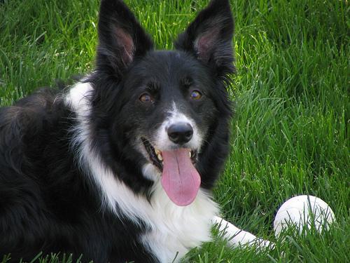 https://images.dog.ceo/breeds/collie/n02106030_16338.jpg