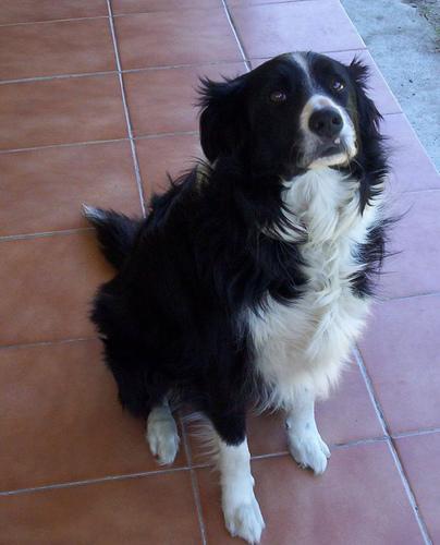 https://images.dog.ceo/breeds/collie/n02106030_16356.jpg