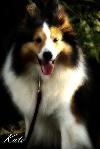 https://images.dog.ceo/breeds/collie/n02106030_16359.jpg