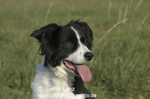 https://images.dog.ceo/breeds/collie/n02106030_16370.jpg