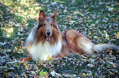 https://images.dog.ceo/breeds/collie/n02106030_16509.jpg