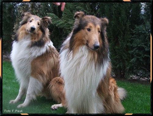 https://images.dog.ceo/breeds/collie/n02106030_16623.jpg