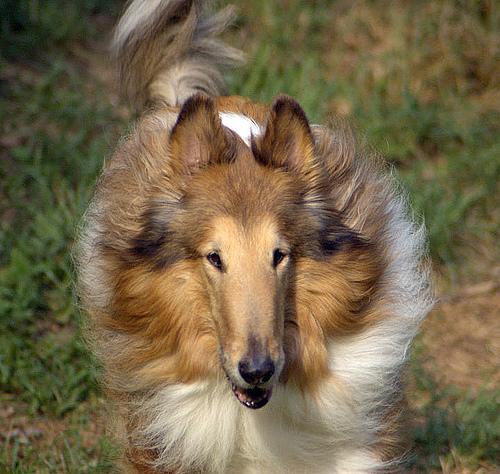 https://images.dog.ceo/breeds/collie/n02106030_16671.jpg