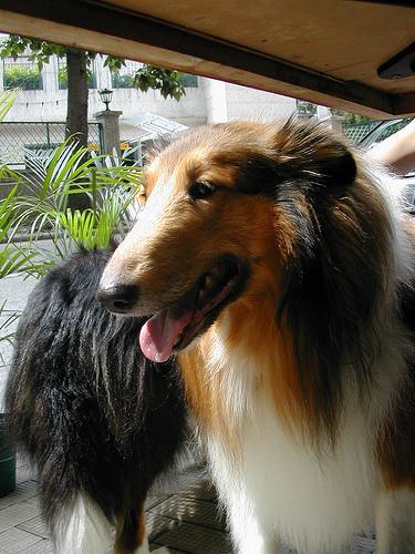 https://images.dog.ceo/breeds/collie/n02106030_17165.jpg