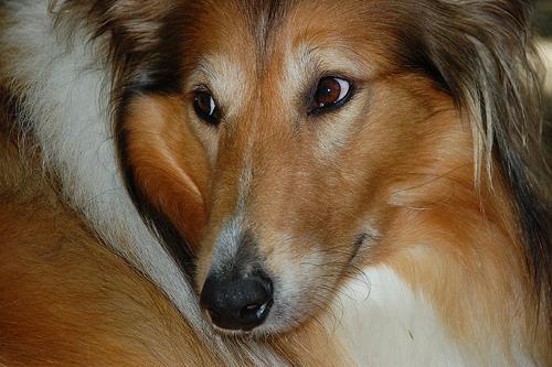 https://images.dog.ceo/breeds/collie/n02106030_17418.jpg