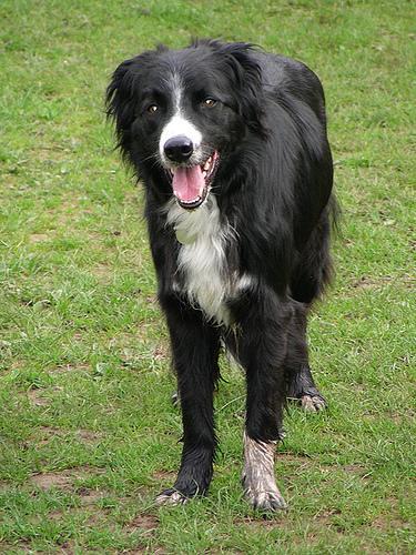 https://images.dog.ceo/breeds/collie/n02106030_17586.jpg