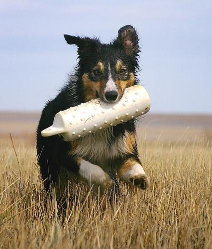 https://images.dog.ceo/breeds/collie/n02106030_17662.jpg