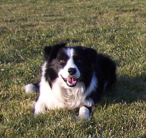 https://images.dog.ceo/breeds/collie/n02106030_17669.jpg