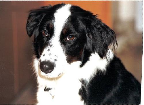 https://images.dog.ceo/breeds/collie/n02106030_17752.jpg