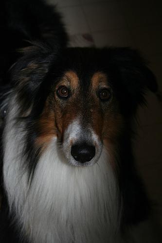 https://images.dog.ceo/breeds/collie/n02106030_17819.jpg