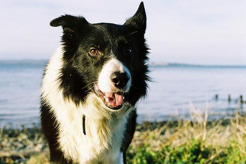 https://images.dog.ceo/breeds/collie/n02106030_18288.jpg