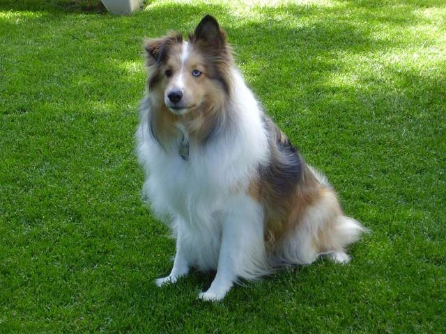 https://images.dog.ceo/breeds/collie/n02106030_18685.jpg