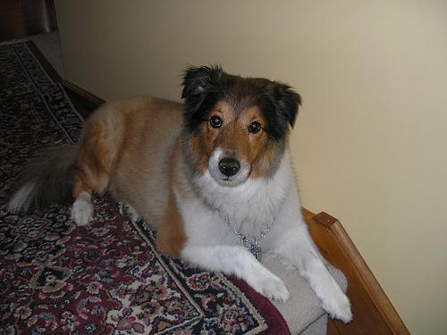 https://images.dog.ceo/breeds/collie/n02106030_19383.jpg