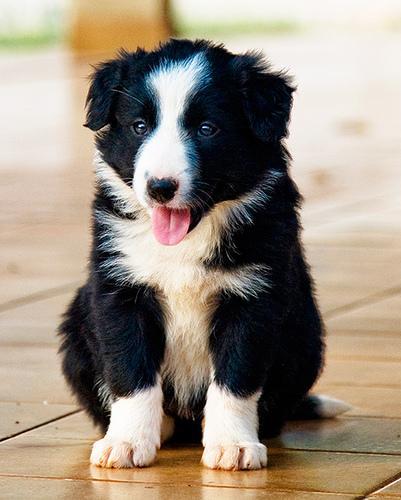 https://images.dog.ceo/breeds/collie/n02106030_2471.jpg