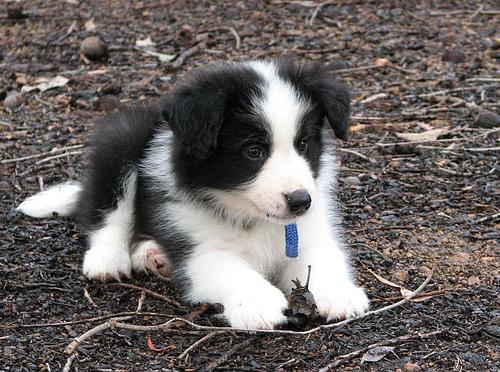 https://images.dog.ceo/breeds/collie/n02106030_2522.jpg