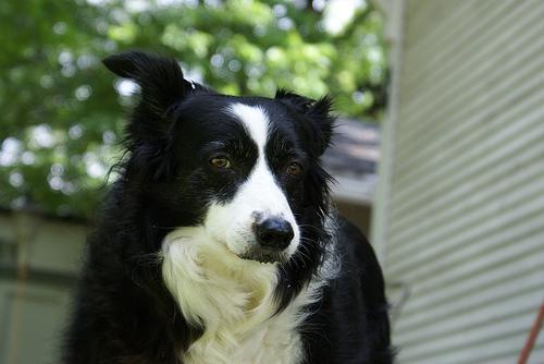 https://images.dog.ceo/breeds/collie/n02106030_2548.jpg