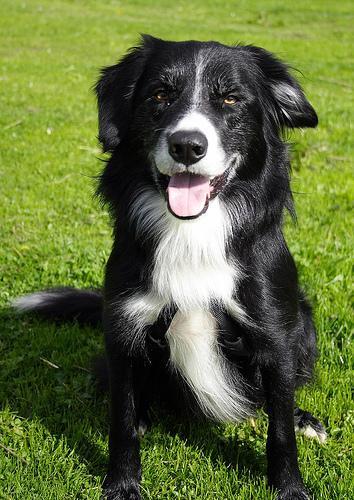 https://images.dog.ceo/breeds/collie/n02106030_3289.jpg