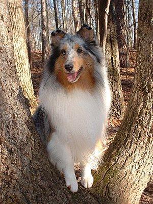 https://images.dog.ceo/breeds/collie/n02106030_356.jpg