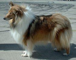 https://images.dog.ceo/breeds/collie/n02106030_366.jpg