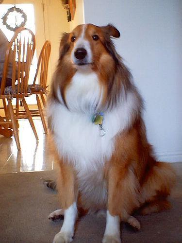 https://images.dog.ceo/breeds/collie/n02106030_3776.jpg