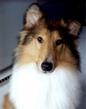 https://images.dog.ceo/breeds/collie/n02106030_3948.jpg