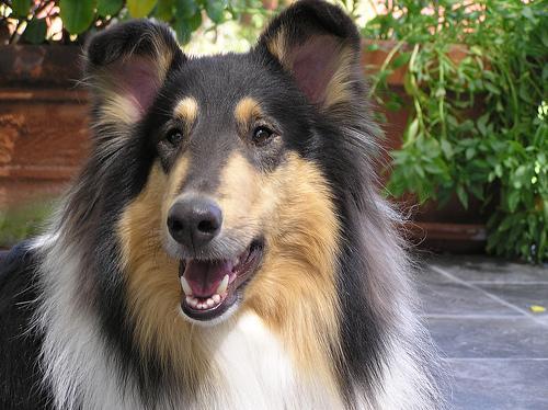 https://images.dog.ceo/breeds/collie/n02106030_5085.jpg