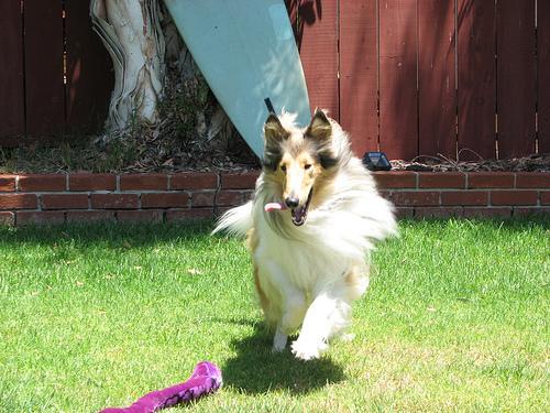 https://images.dog.ceo/breeds/collie/n02106030_5310.jpg