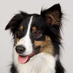 https://images.dog.ceo/breeds/collie/n02106030_5915.jpg