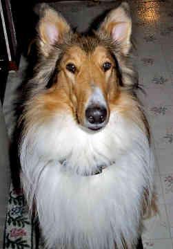 https://images.dog.ceo/breeds/collie/n02106030_6289.jpg