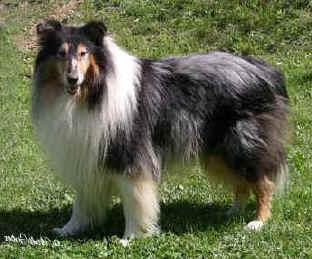 https://images.dog.ceo/breeds/collie/n02106030_6409.jpg